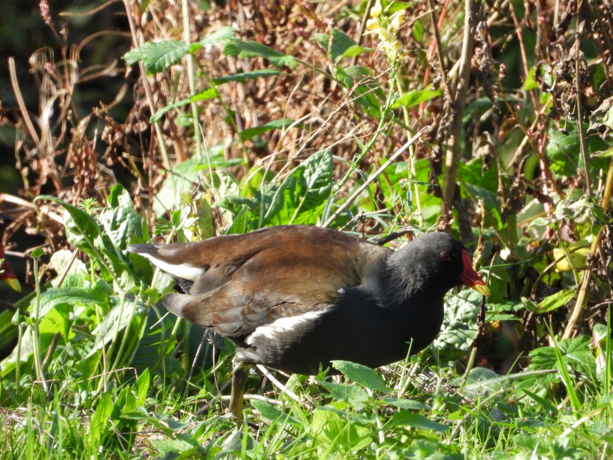 Eurasian Moorhen - ML643693328