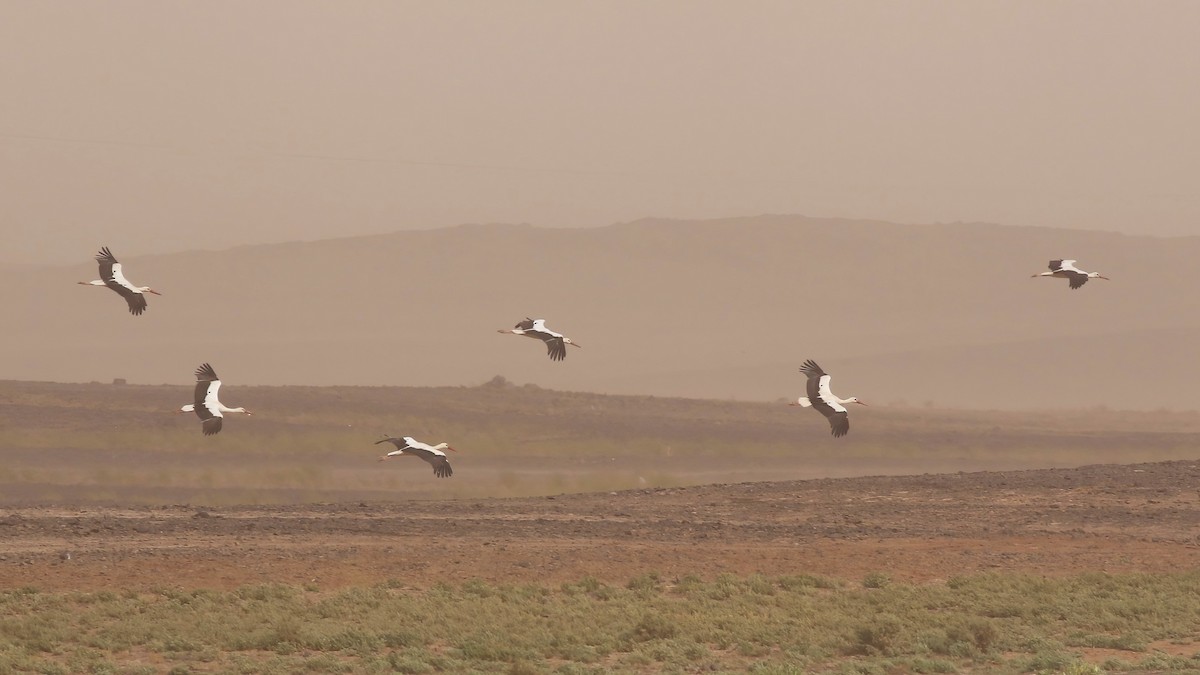 White Stork - ML643693331
