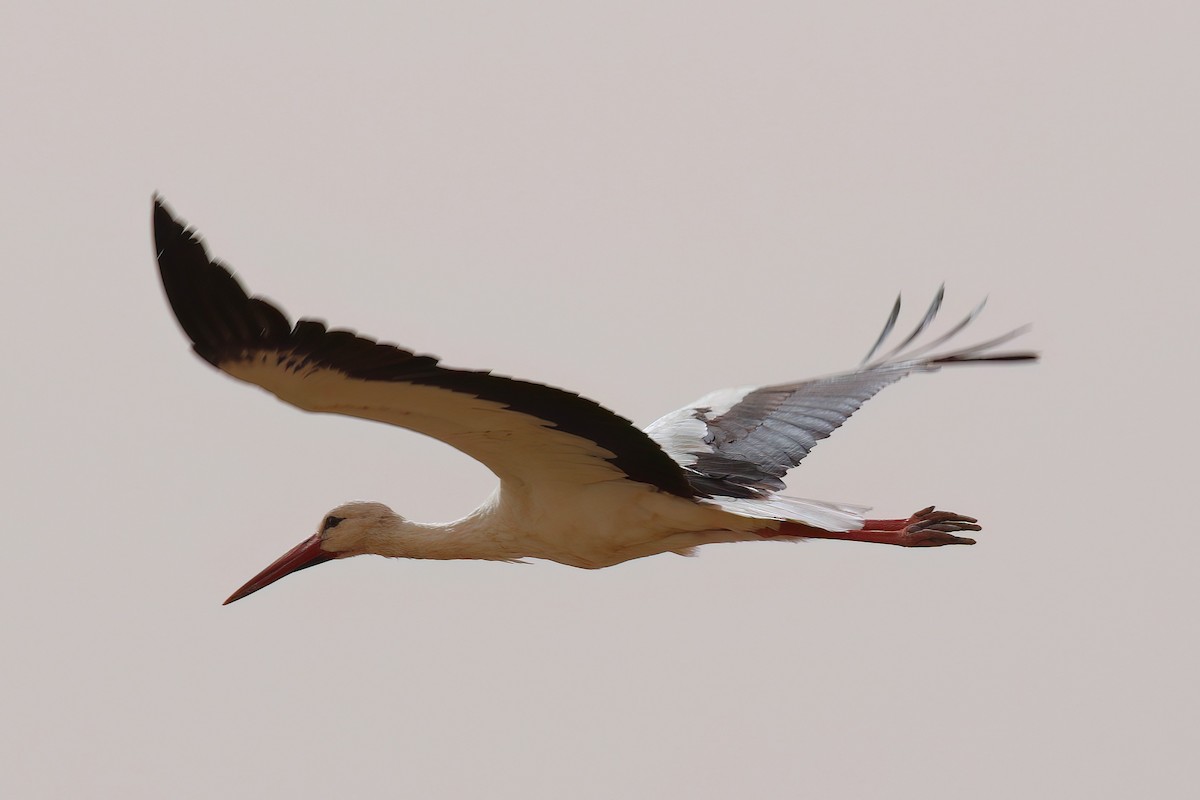 White Stork - ML643693332