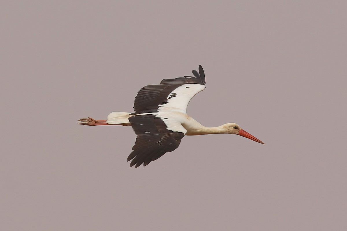 White Stork - ML643693333
