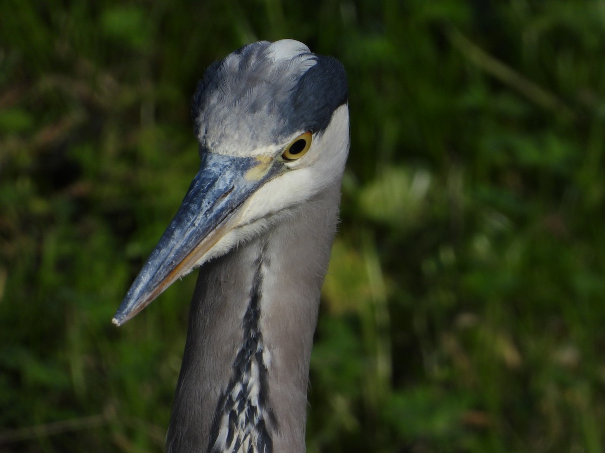 Gray Heron - ML643693338