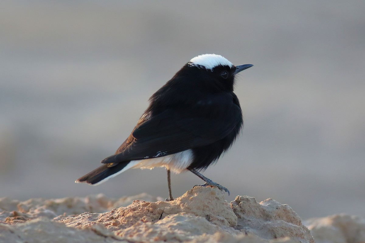 White-crowned Wheatear - ML643693363