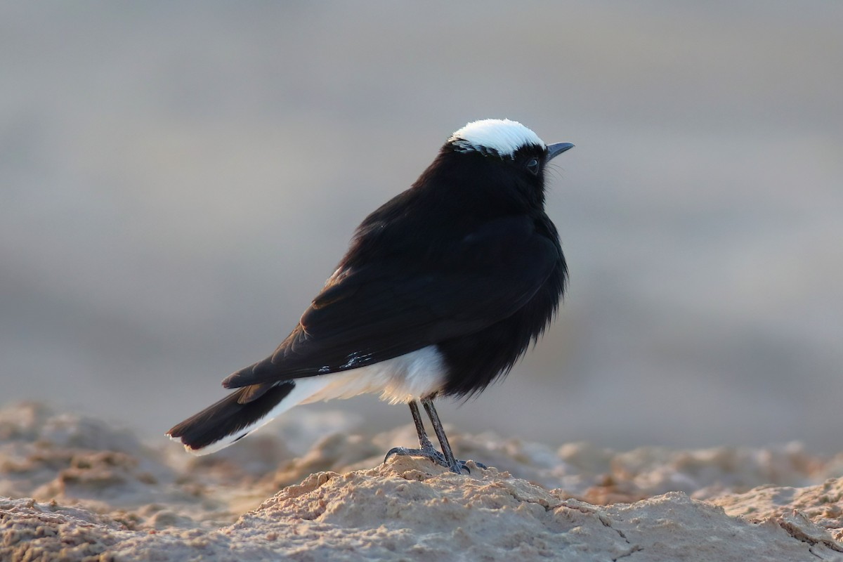 White-crowned Wheatear - ML643693364