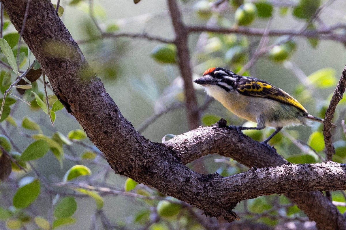 Northern Red-fronted Tinkerbird - ML643693382