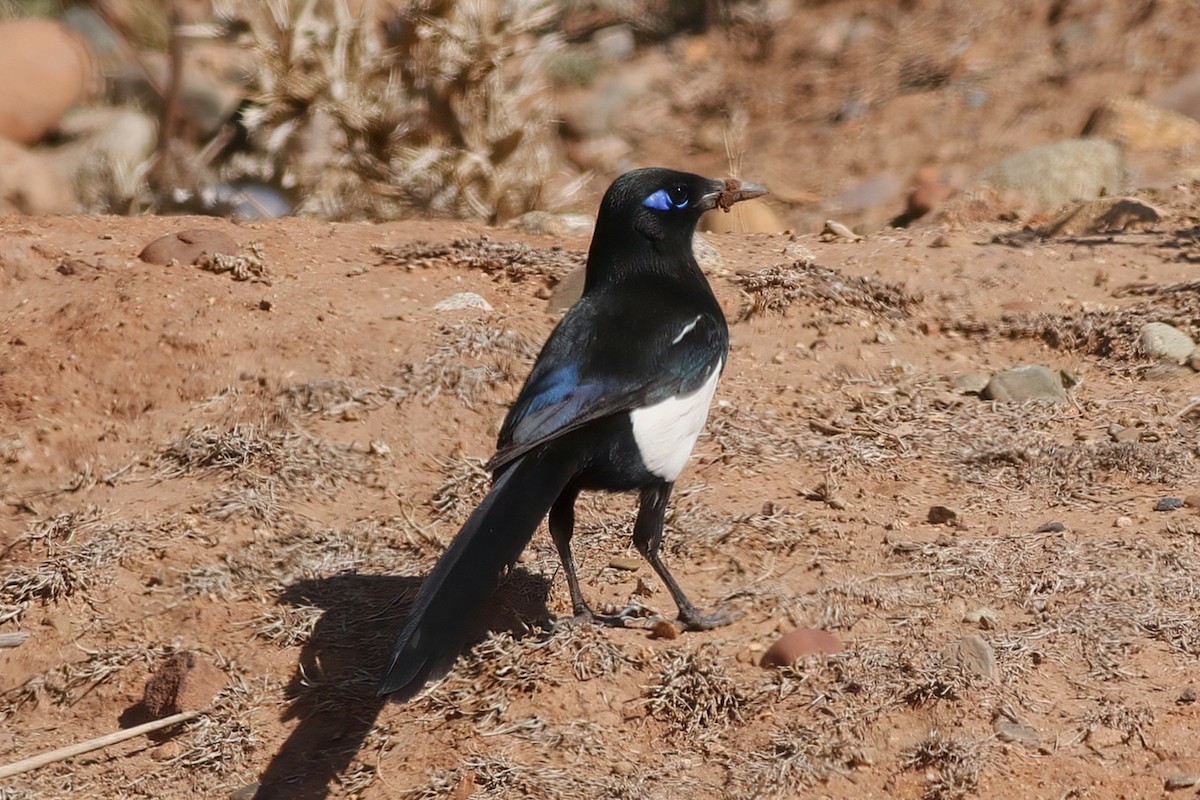 Maghreb Magpie - ML643693390