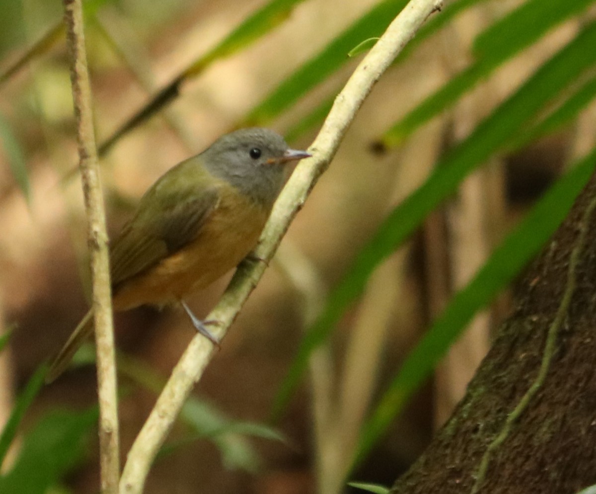 Gray-hooded Flycatcher - ML643693405