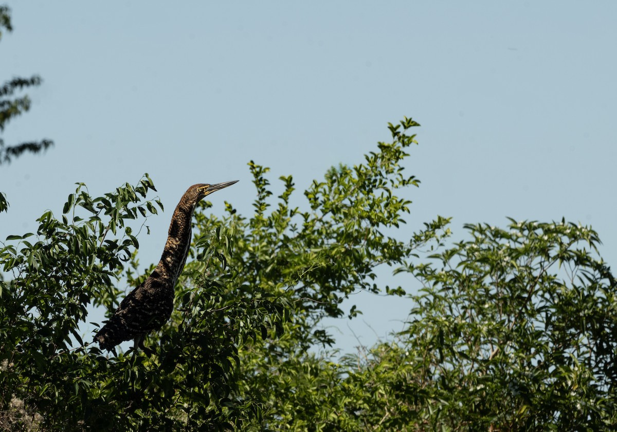 Rufescent Tiger-Heron - ML643693427
