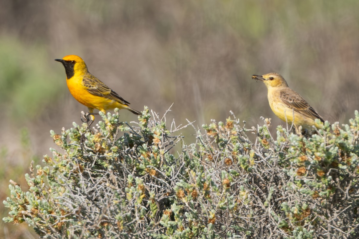 Orange Chat - ML643693429