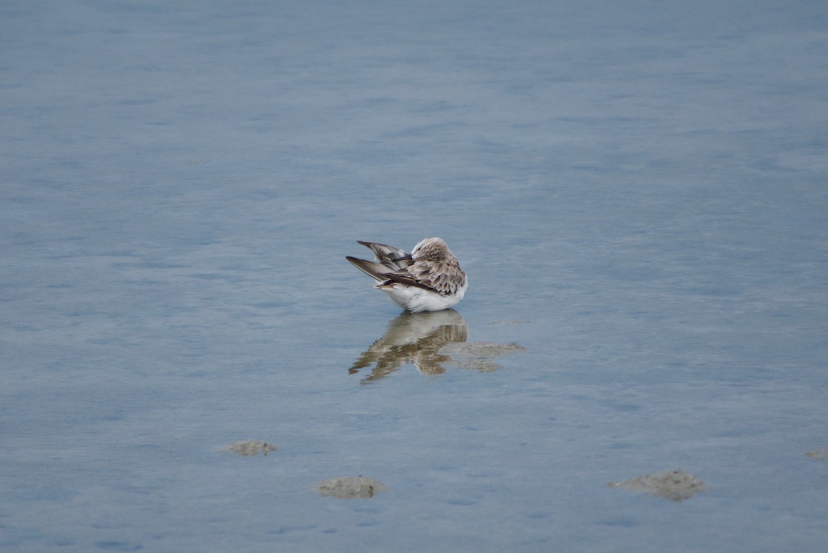 Sharp-tailed Sandpiper - ML643693435