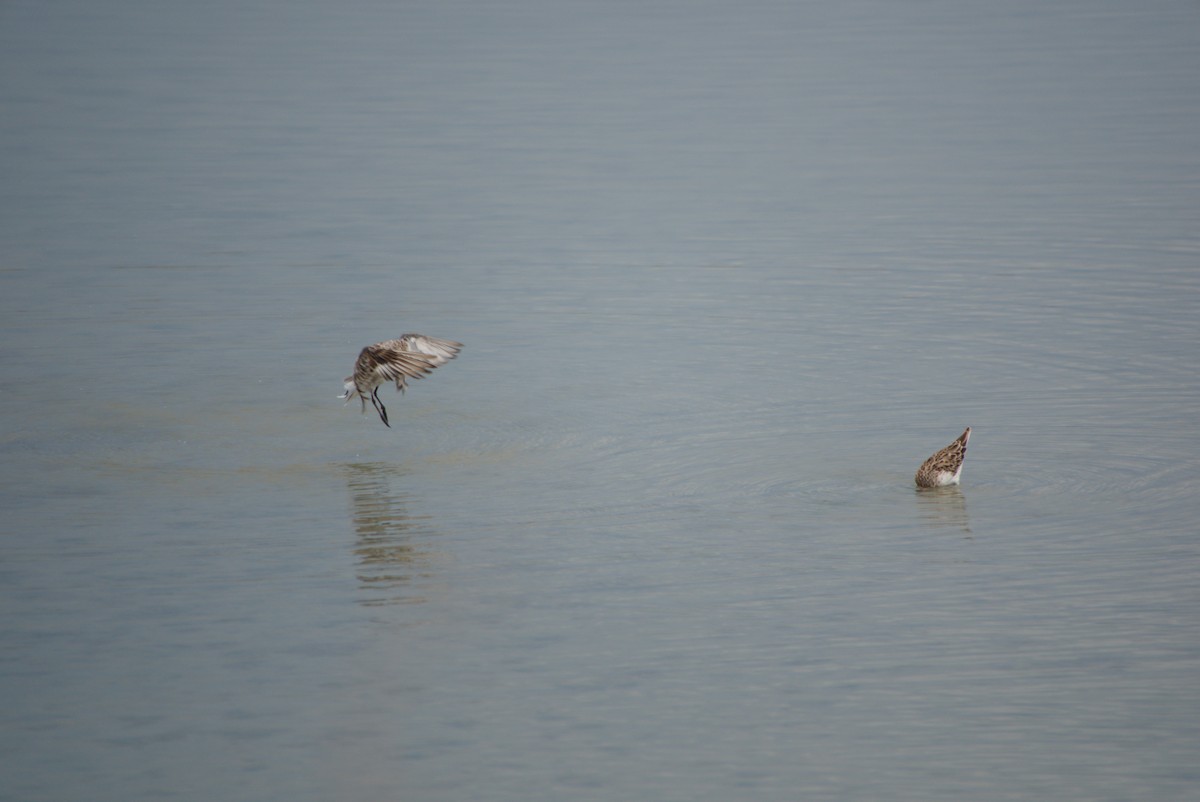 Sharp-tailed Sandpiper - ML643693436