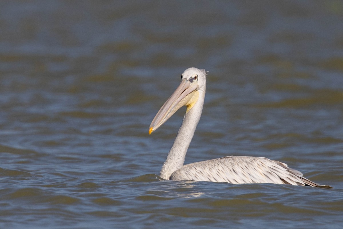 Pink-backed Pelican - ML643693439
