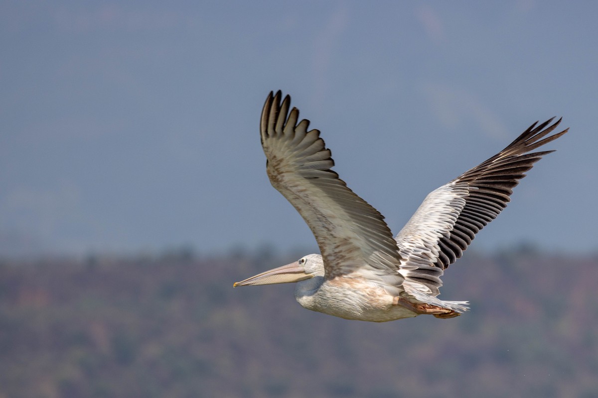 Pink-backed Pelican - ML643693440