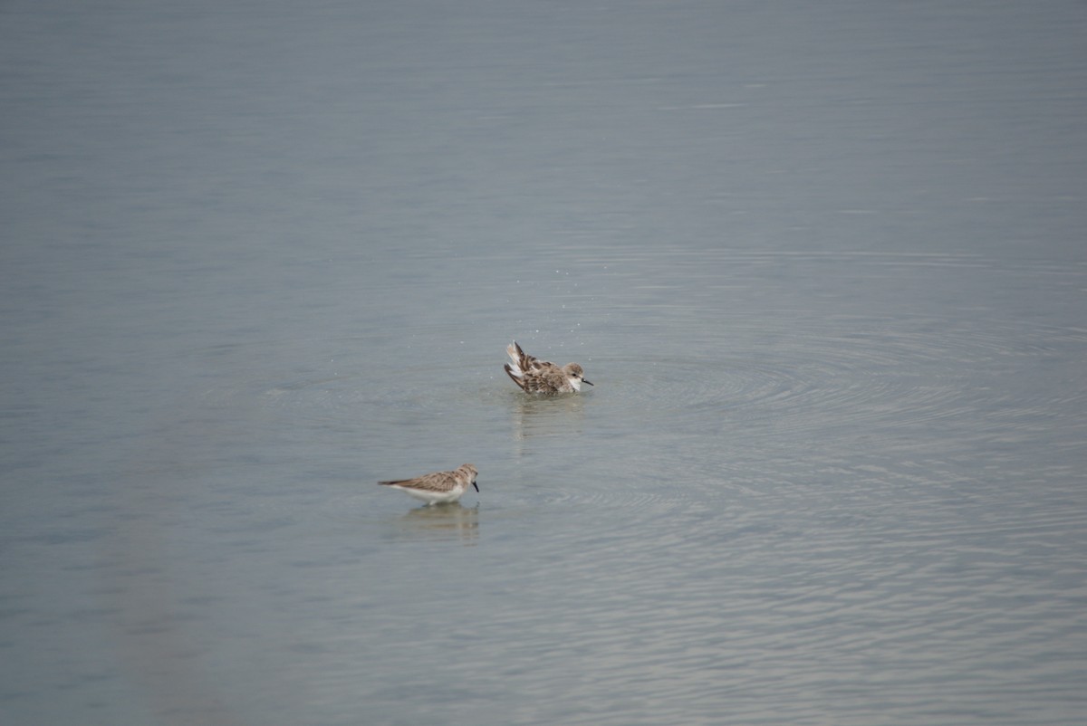 Sharp-tailed Sandpiper - ML643693443