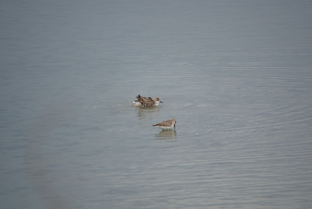 Sharp-tailed Sandpiper - ML643693444