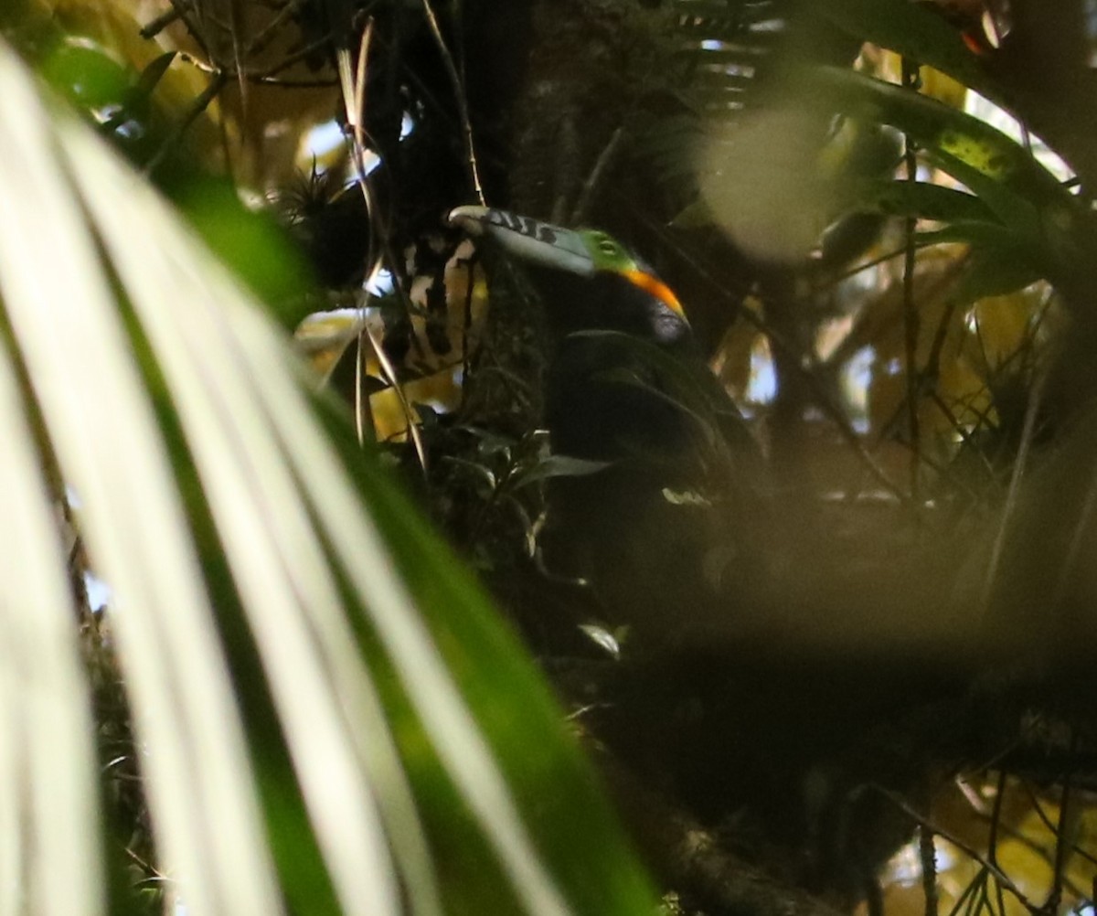 Spot-billed Toucanet - ML643693446