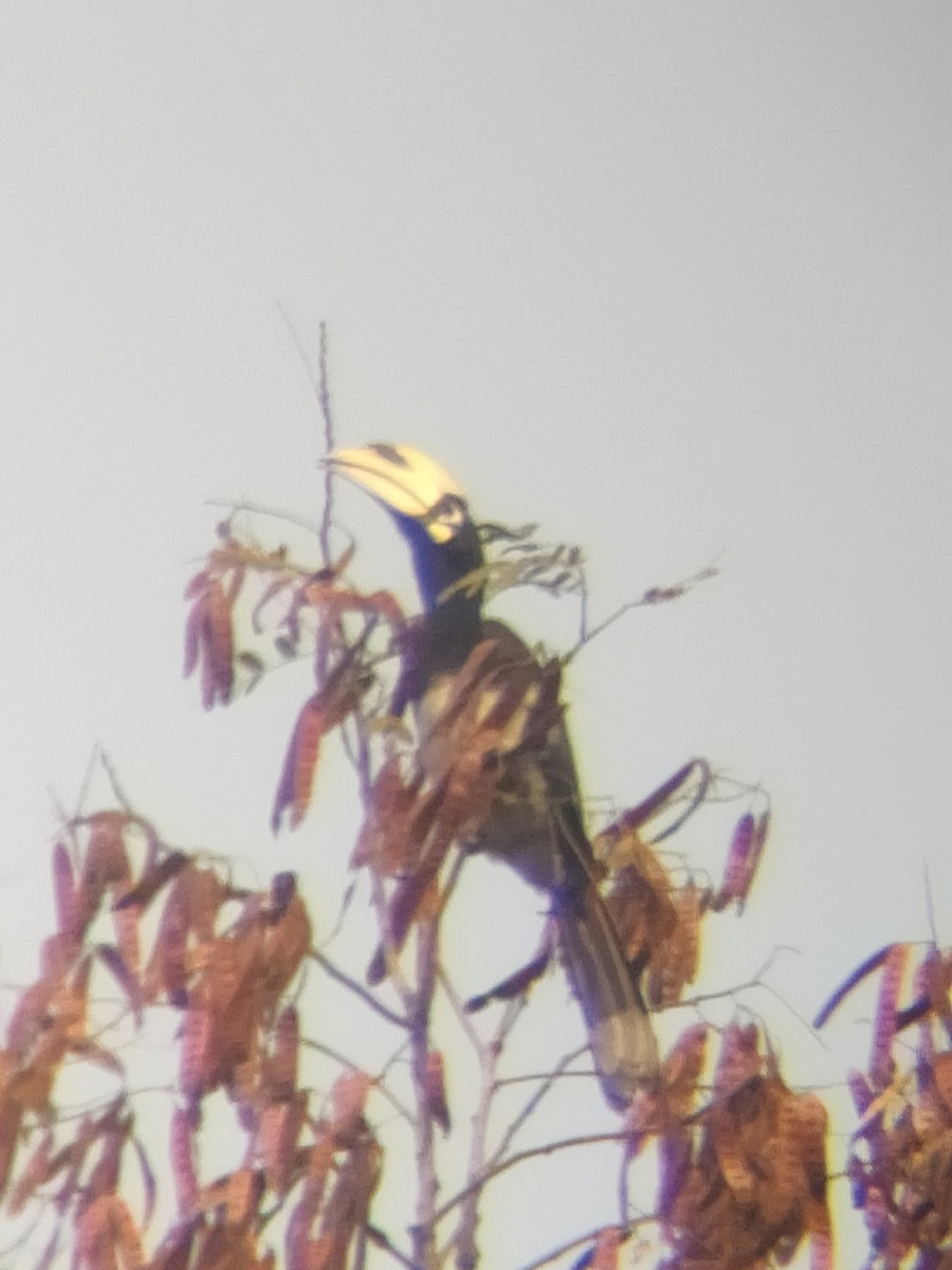 Oriental Pied-Hornbill - ML643693467