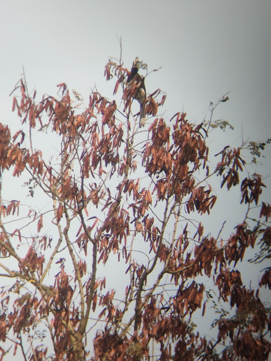 Oriental Pied-Hornbill - ML643693468