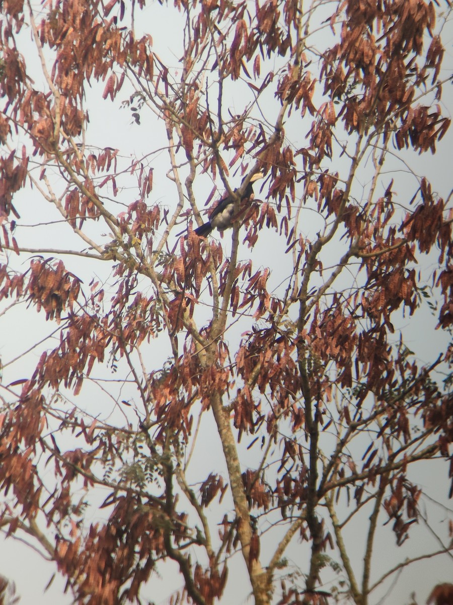 Oriental Pied-Hornbill - ML643693469