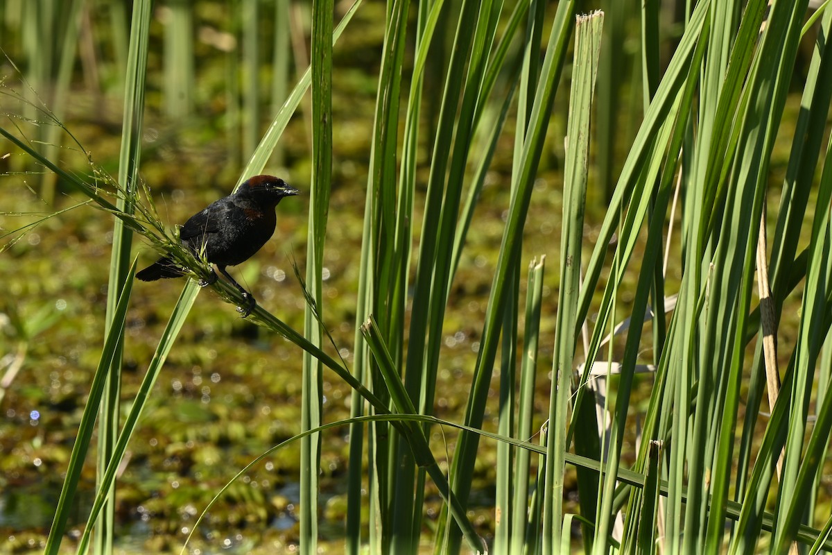 Chestnut-capped Blackbird - ML643693473