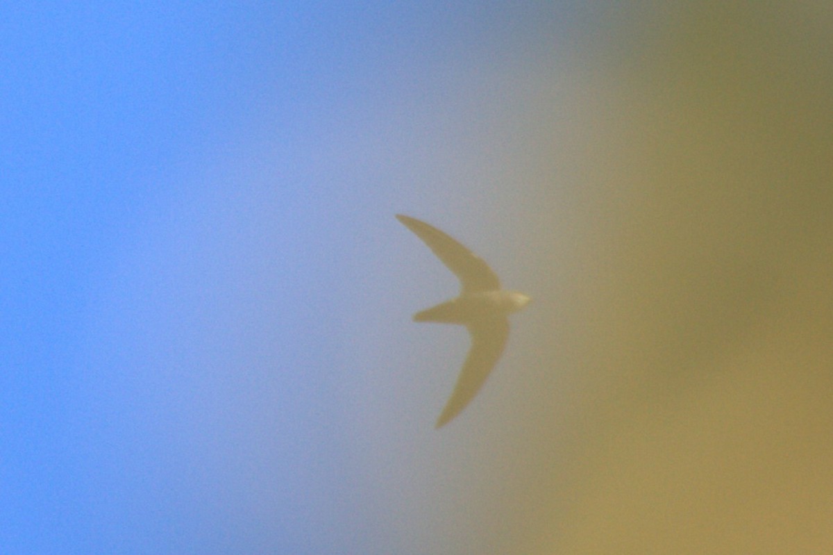 Lesser Swallow-tailed Swift - ML643693476