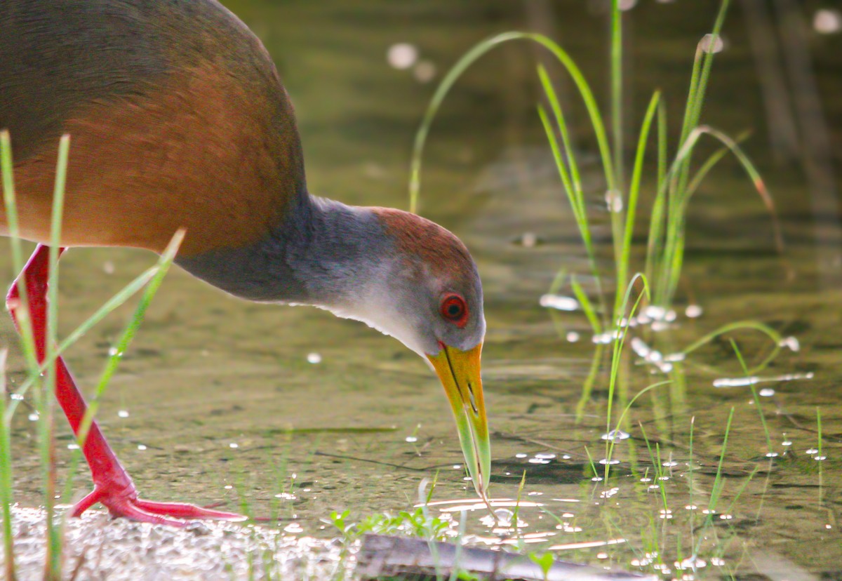 Russet-naped Wood-Rail - ML643693491