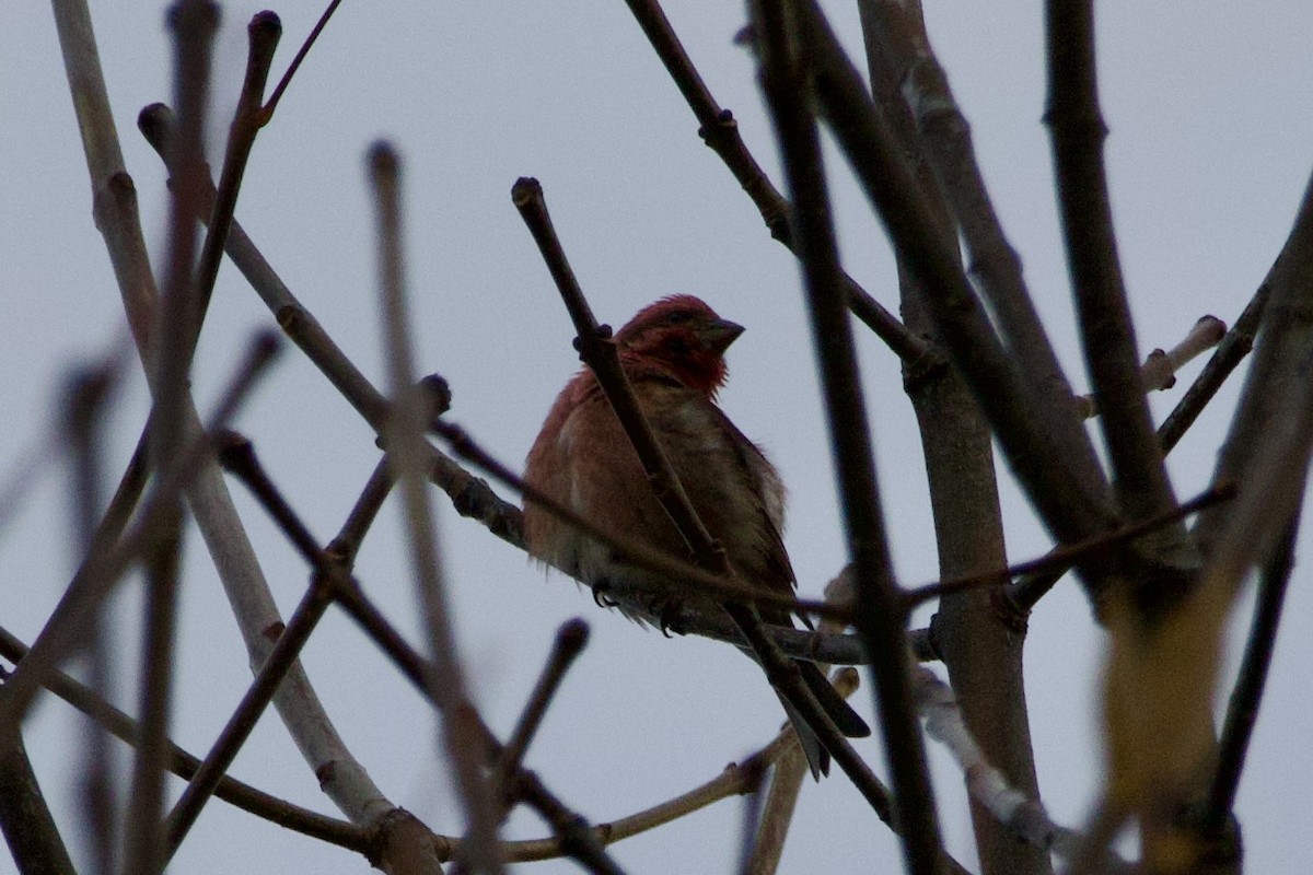 Purple Finch (Eastern) - ML643693492