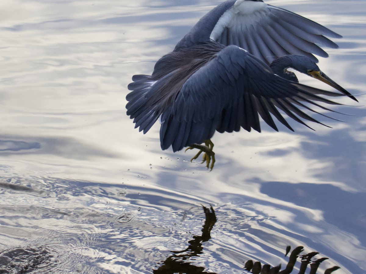 Green Heron - ML643693508