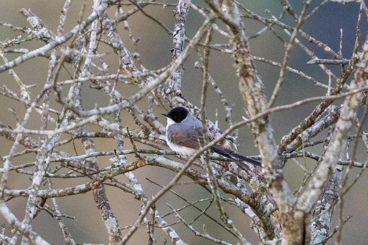 Fork-tailed Flycatcher - ML643693522