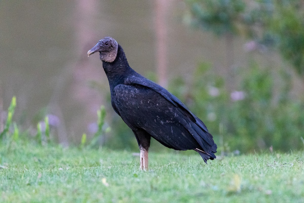 Black Vulture - ML643693538