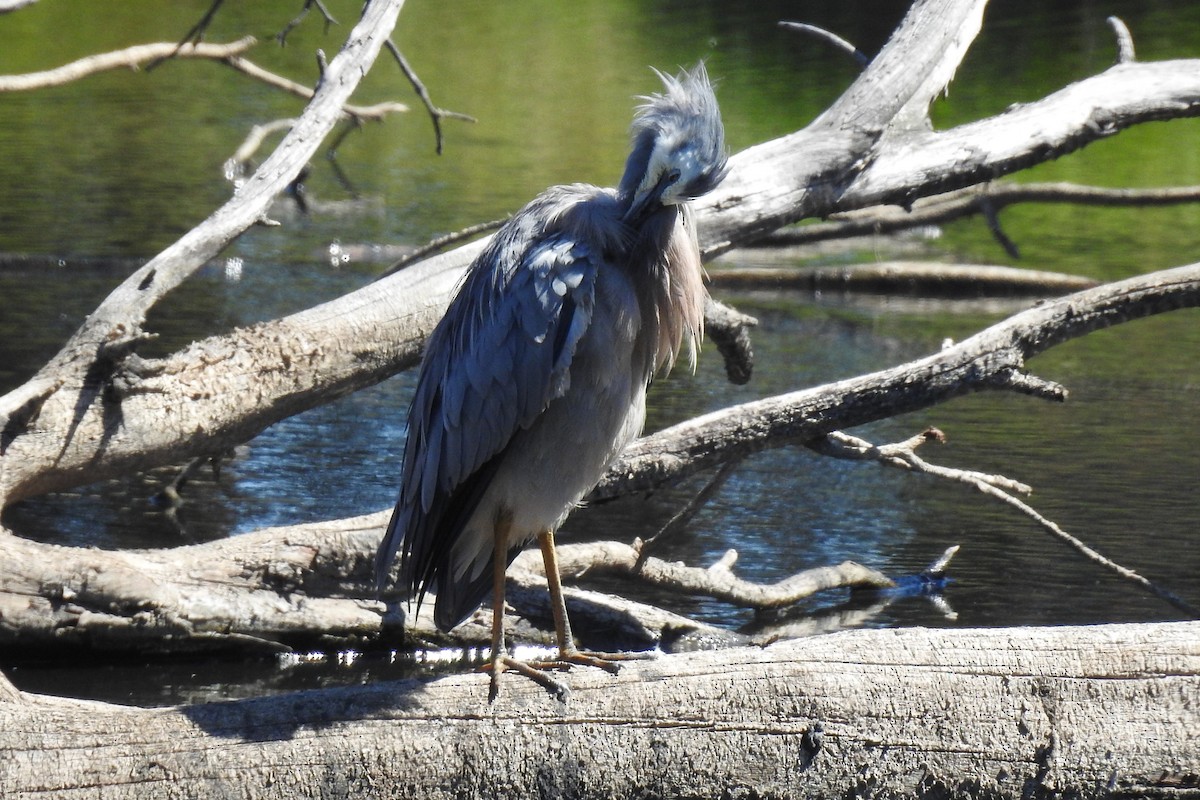 White-faced Heron - ML643693565