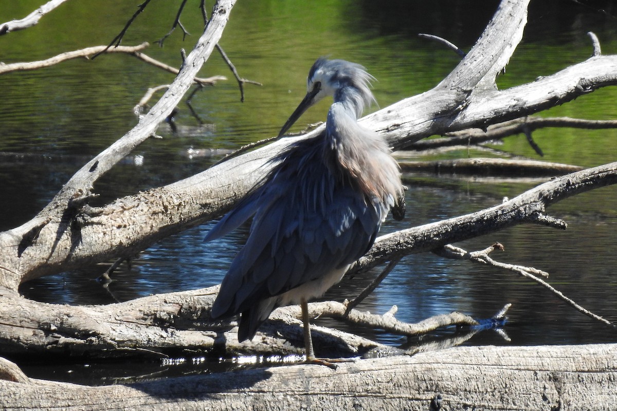 White-faced Heron - ML643693566