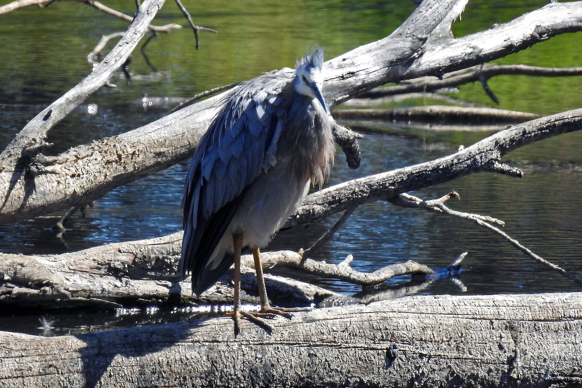 White-faced Heron - ML643693567