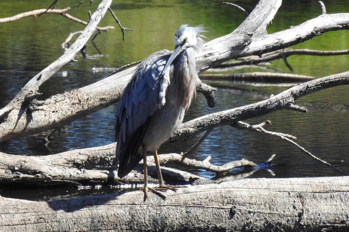 White-faced Heron - ML643693568
