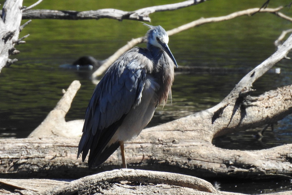 White-faced Heron - ML643693569