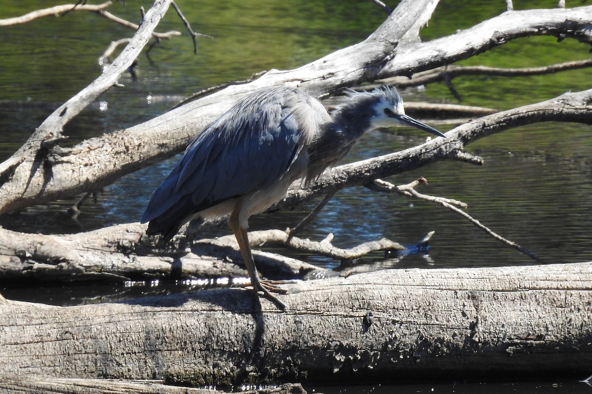 White-faced Heron - ML643693570