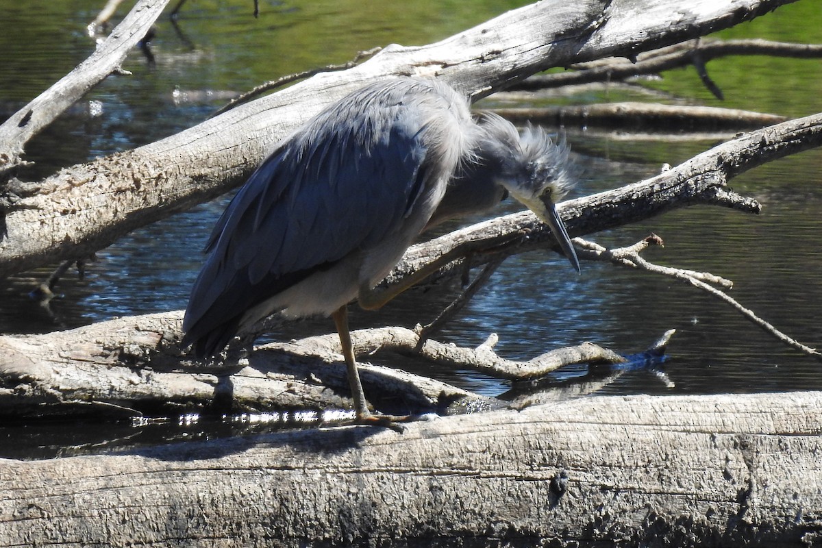 White-faced Heron - ML643693571