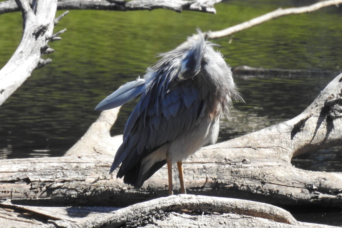 White-faced Heron - ML643693572