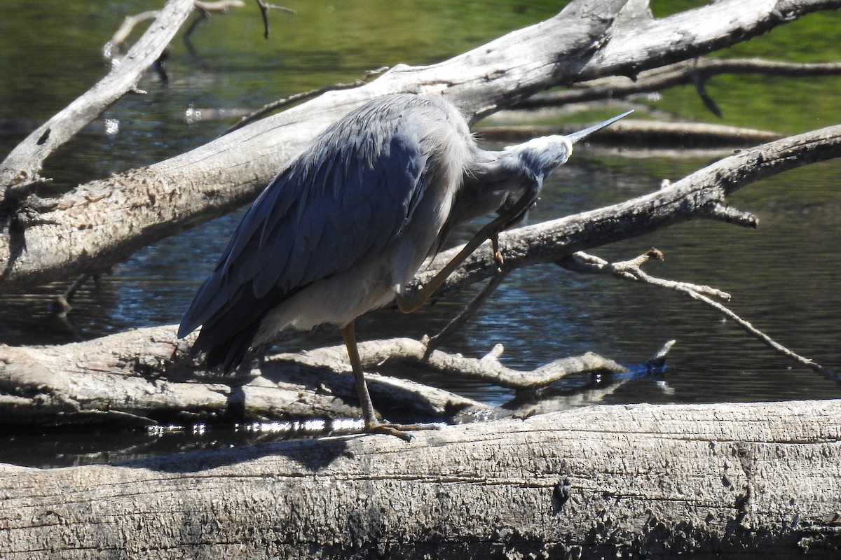 White-faced Heron - ML643693573