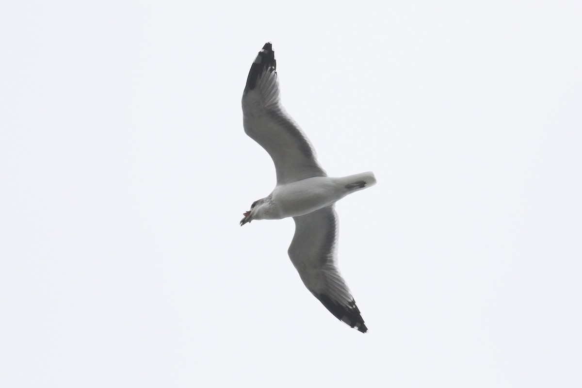 California Gull - ML643693577
