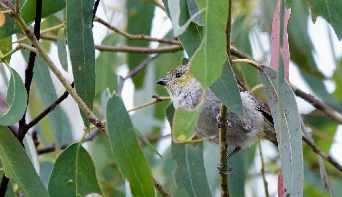 Forty-spotted Pardalote - ML643693578