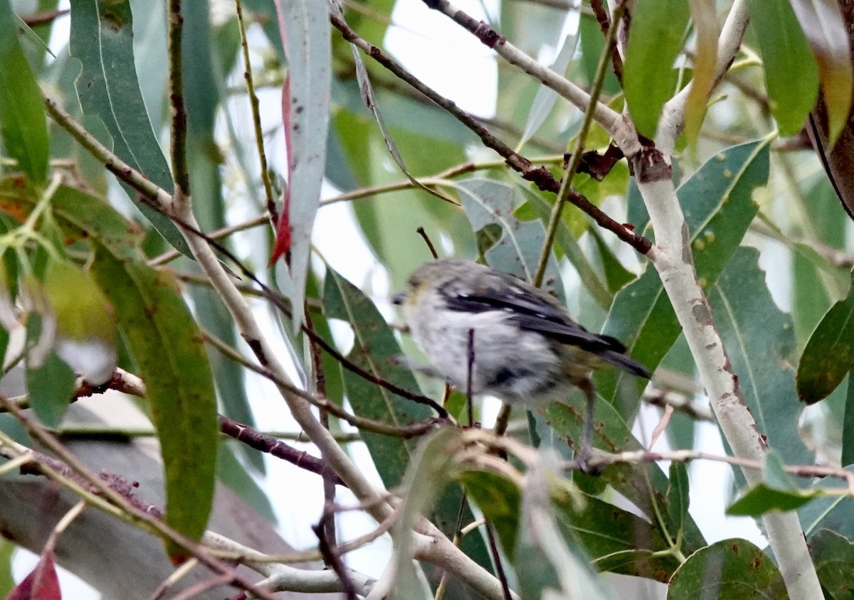 Forty-spotted Pardalote - ML643693579