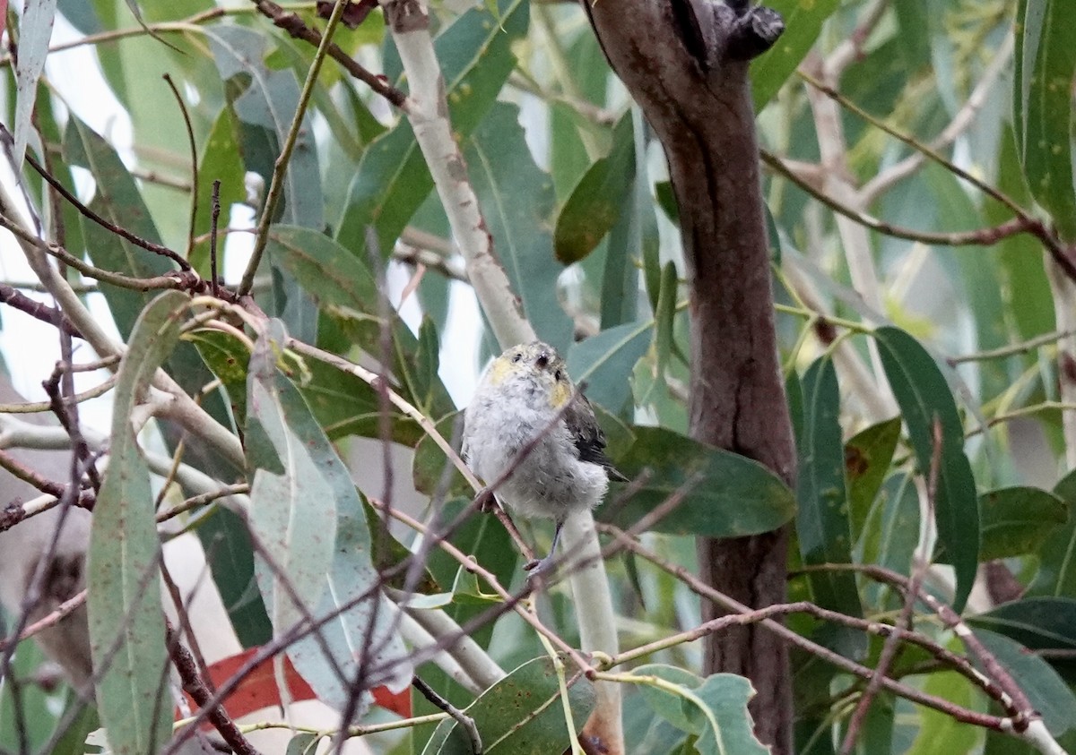 Forty-spotted Pardalote - ML643693580