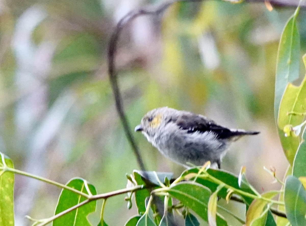 Forty-spotted Pardalote - ML643693581