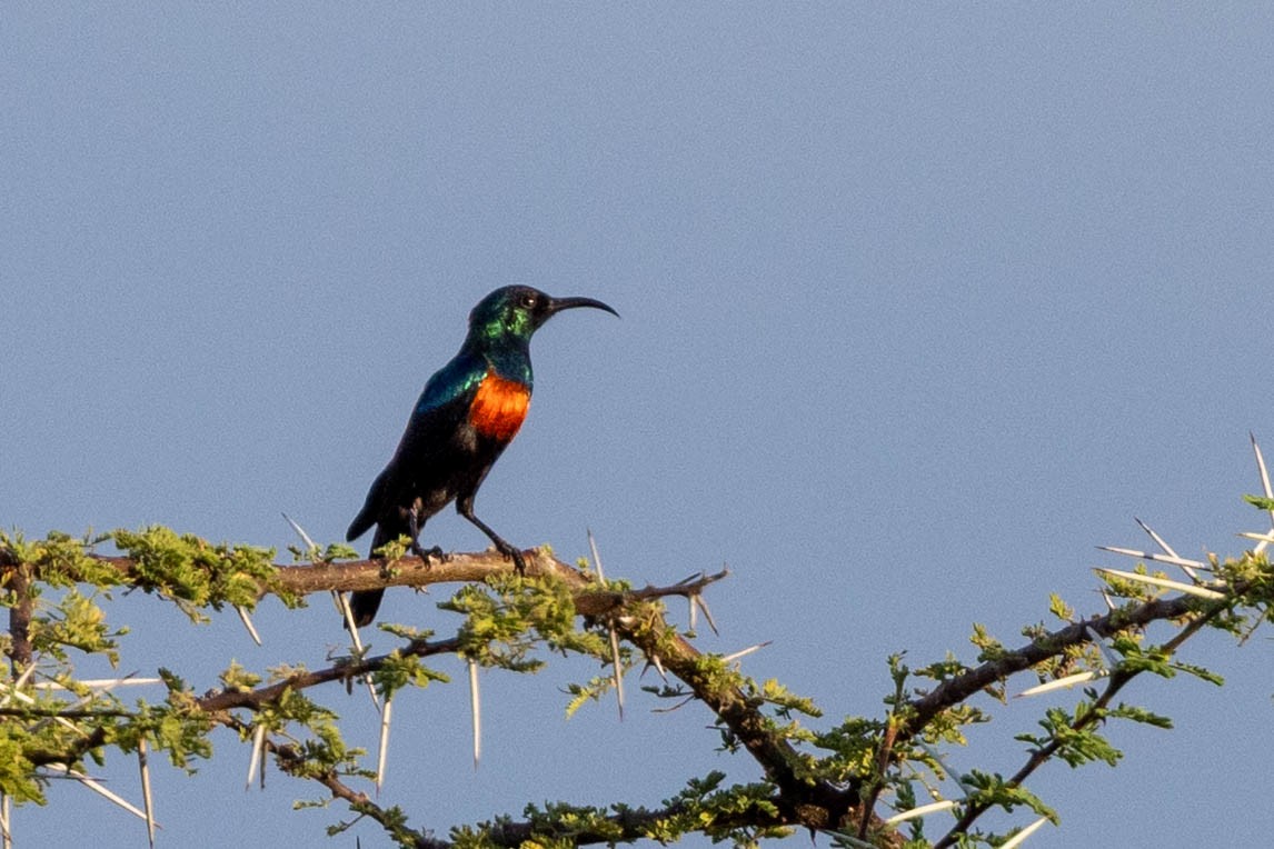 Abyssinian Sunbird - ML643693583