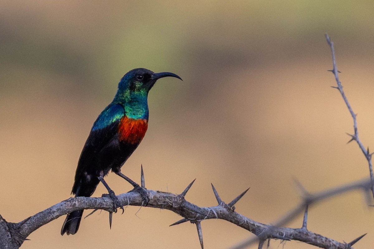 Abyssinian Sunbird - ML643693584