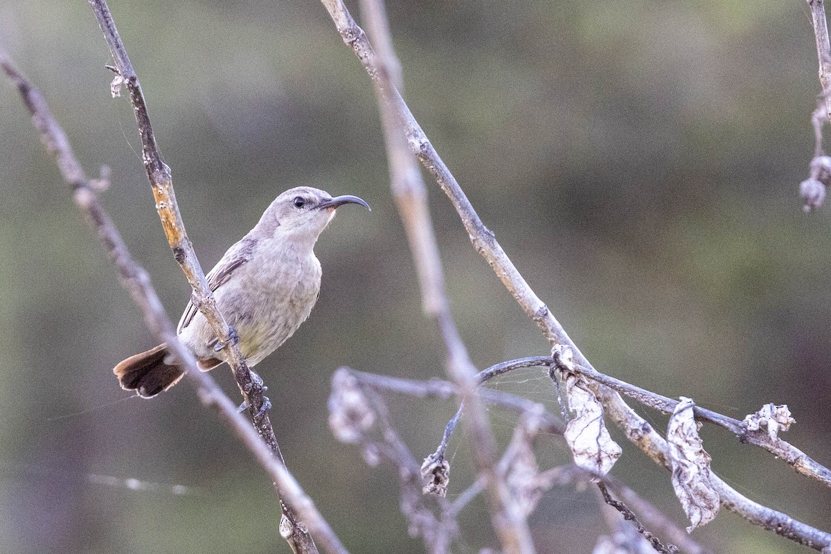 Abyssinian Sunbird - ML643693585