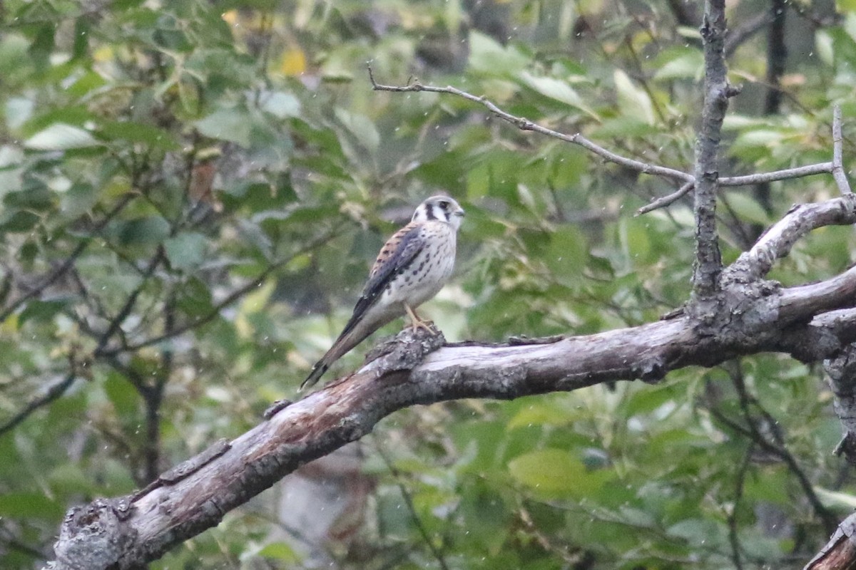 American Kestrel - ML643693590
