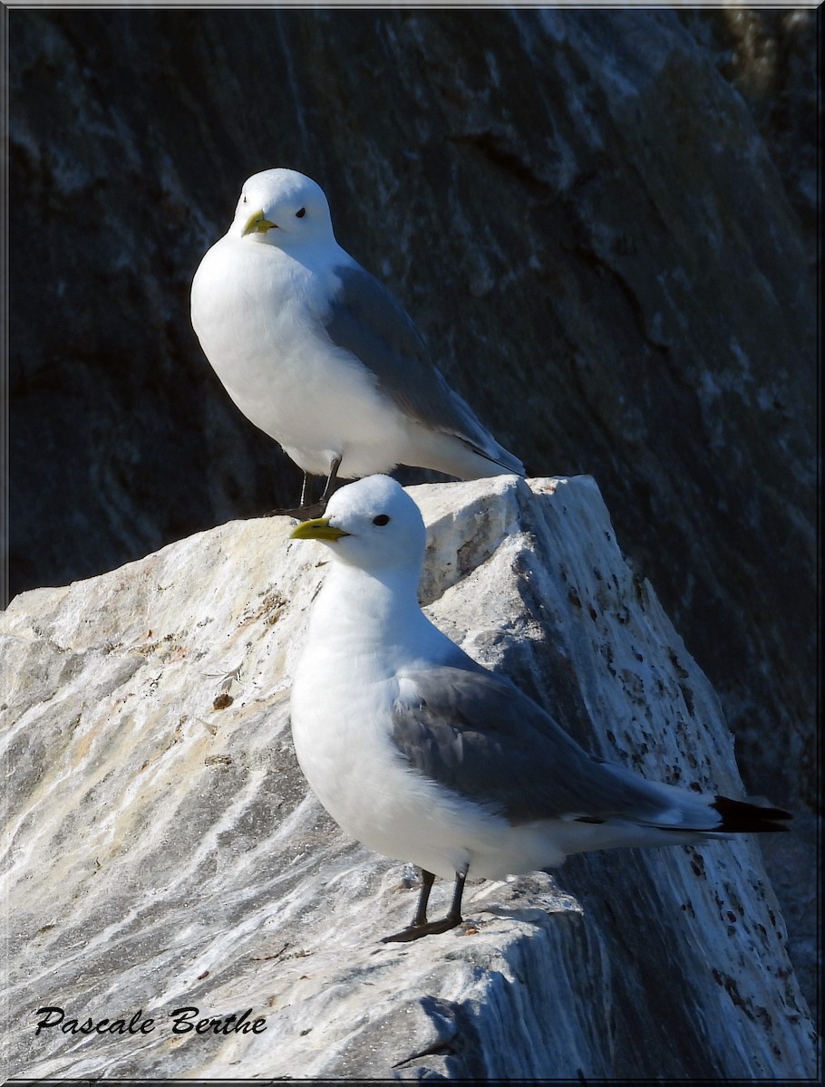 Gaviota Tridáctila - ML643693592