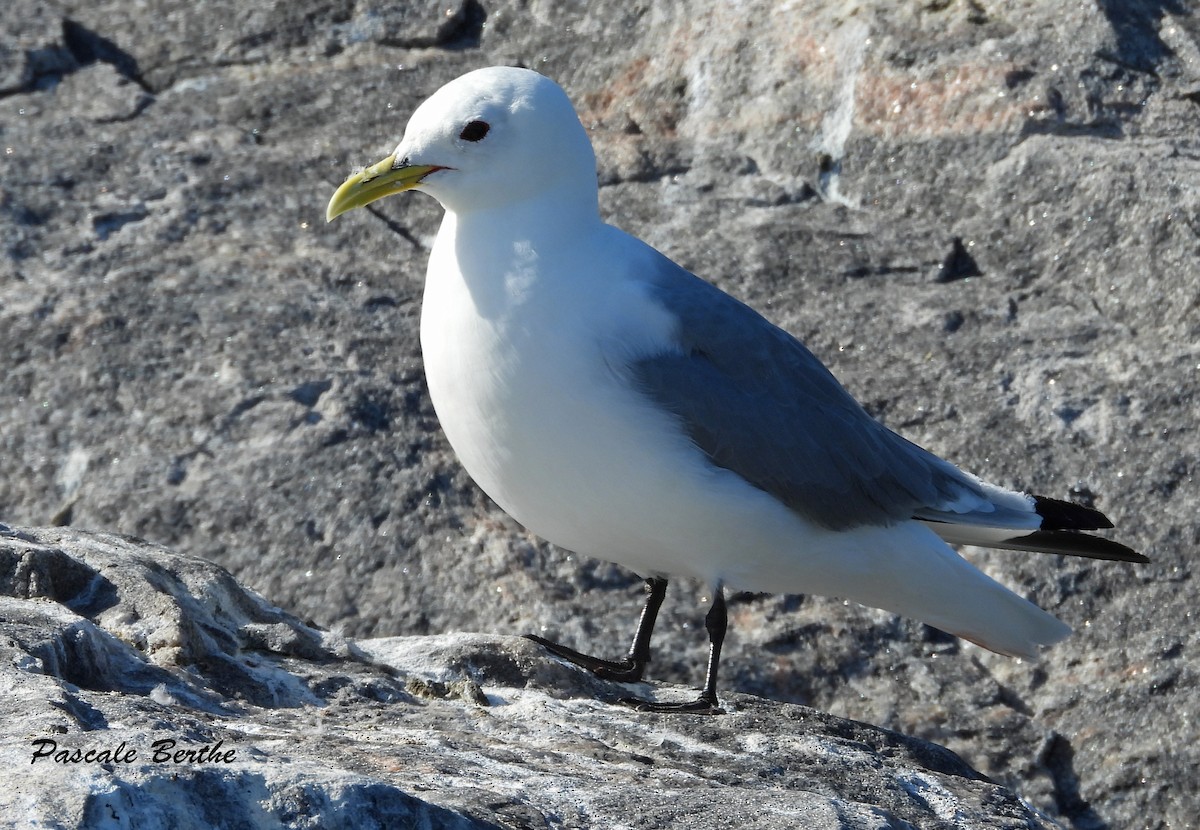 Gaviota Tridáctila - ML643693593