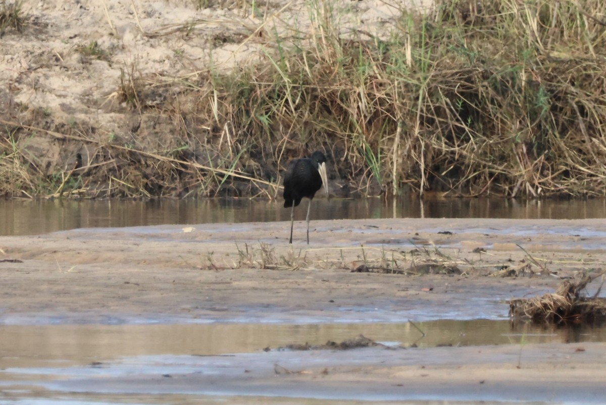 African Openbill - ML643693603